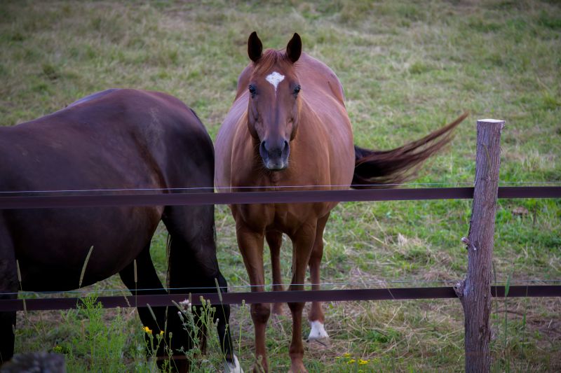 Horse Enclosure Installation